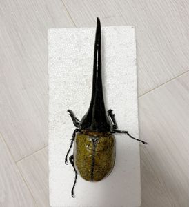 標本 ヘラクレスの値段と価格推移は？｜76件の売買データから標本