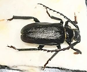 ノコギリカミキリの値段と価格推移は？｜9件の売買データからノコギリ