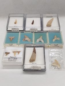Petalodus sp. ペタロドゥス サメの歯 化石 石炭紀 幅約2.5cm Permian