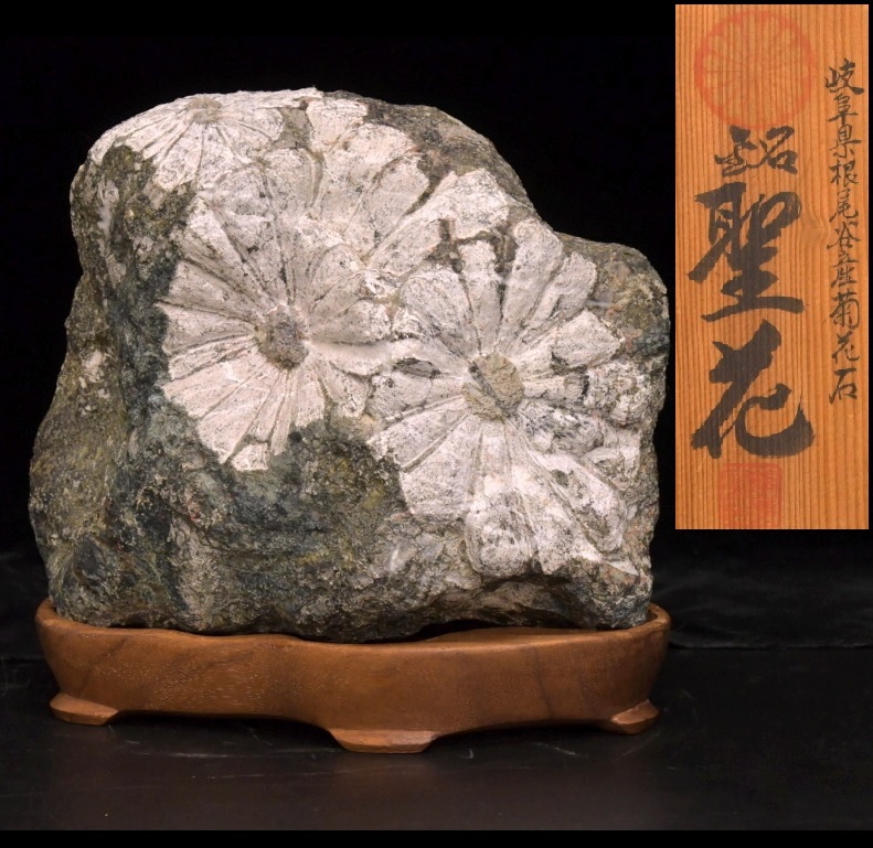 菊花石 岐阜県根尾谷産の値段と価格推移は？｜25件の売買データから