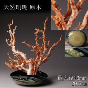 珊瑚 原木の値段と価格推移は？｜179件の売買データから珊瑚 原木の