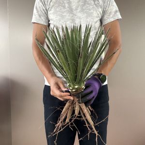 フィリフェラの値段と価格推移は？｜83件の売買データからフィリフェラ