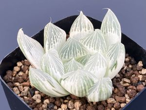 多肉植物 ハオルチアの値段と価格推移は？｜2150件の売買データから