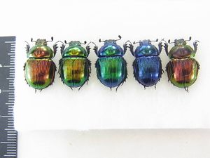 オオセンチコガネの値段と価格推移は？｜38件の売買データから