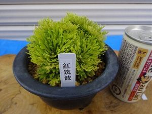 いわひば イワヒバの値段と価格推移は？｜30件の売買データからいわ
