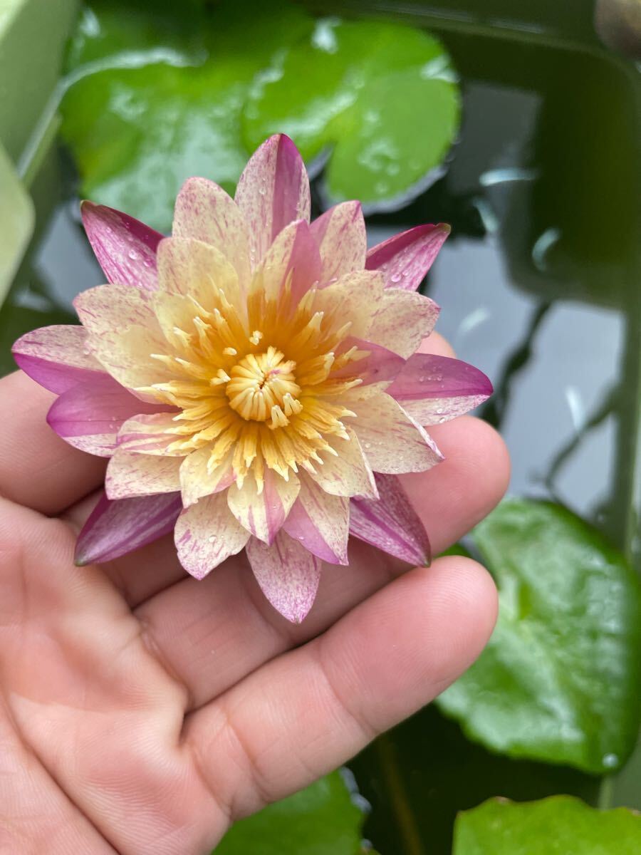 熱帯睡蓮の値段と価格推移は？｜89件の売買データから熱帯睡蓮の価値が
