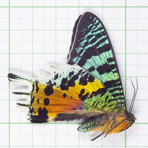 昆虫標本 カタゾウムシ ナミハンミョウ ニシキオオツバメガ セット ニシキオオツバメガの値段と価格推移は？｜6件の売買データからニシキ