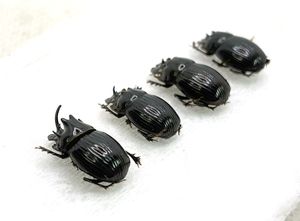 ダイコクコガネの値段と価格推移は？｜25件の売買データから