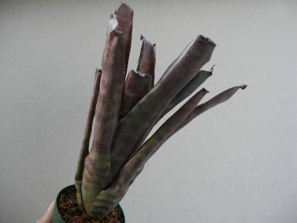 ☆Canistrum seidelianum 'Dark form'☆カニストラム ブロメリア