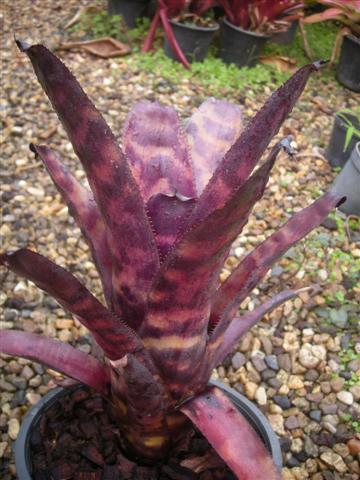 ☆Canistrum seidelianum 'Dark form'☆カニストラム ブロメリア