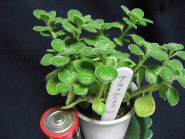 爽やかな香 アロマティカス キューバンオレガノ 1 7cm鉢 ハーブ 売買されたオークション情報 Yahooの商品情報をアーカイブ公開 オークファン Aucfan Com