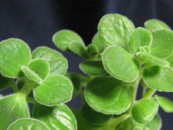 爽やかな香 アロマティカス キューバンオレガノ 1 7cm鉢 ハーブ 売買されたオークション情報 Yahooの商品情報をアーカイブ公開 オークファン Aucfan Com