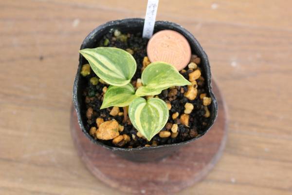 山野草 斑入り ギボウシ「神津錦」実生2(鉢植え)｜売買された