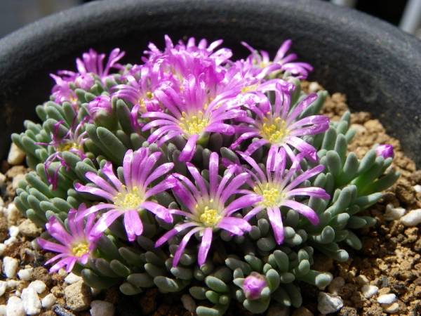 多肉植物 スパルマントイデス デロスペルマ属 サボテン 売買されたオークション情報 Yahooの商品情報をアーカイブ公開 オークファン Aucfan Com