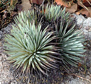 Agave rzedowskianax5()Yahoo!(!)   - aucfan.com
