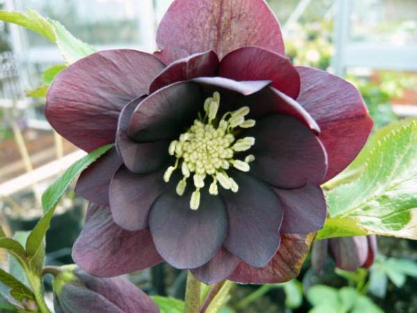 ●1円! クリスマスローズ：丸弁ダーク系ダブル_1