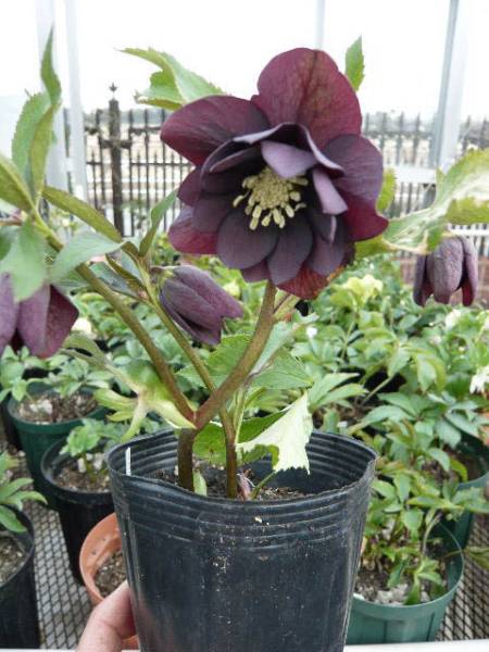 ●1円! クリスマスローズ：丸弁ダーク系ダブル_2