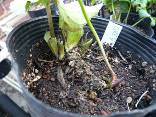 ●1円! クリスマスローズ：丸弁ダーク系ダブル_3