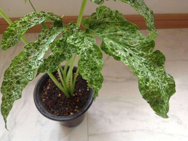 ♪②オオハンゲ 総散り斑 ちりめん葉♪ セッコク 蘭_2