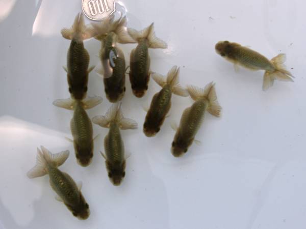 ★ran-ranchuu★　青仔７匹＋おまけ　セットB　_1