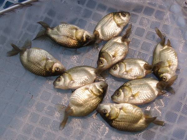 ★ran-ranchuu★　青仔７匹＋おまけ　セットB　_2