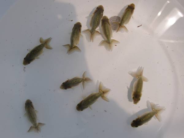 ★ran-ranchuu★　青仔７匹＋おまけ　セットB　_3