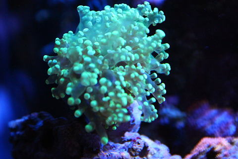 激美 コエダナガレハナサンゴ スーパークリアグリーン 海水魚 売買されたオークション情報 Yahooの商品情報をアーカイブ公開 オークファン Aucfan Com