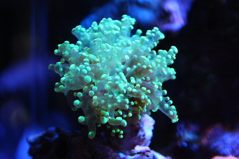 激美 コエダナガレハナサンゴ スーパークリアグリーン 海水魚 売買されたオークション情報 Yahooの商品情報をアーカイブ公開 オークファン Aucfan Com