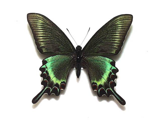 北海道産ミヤマカラスアゲハ春型未展示 国産蝶標本 ミヤマカラスアゲハ（春型）A♂ 北海道・稚内市 産(虫類