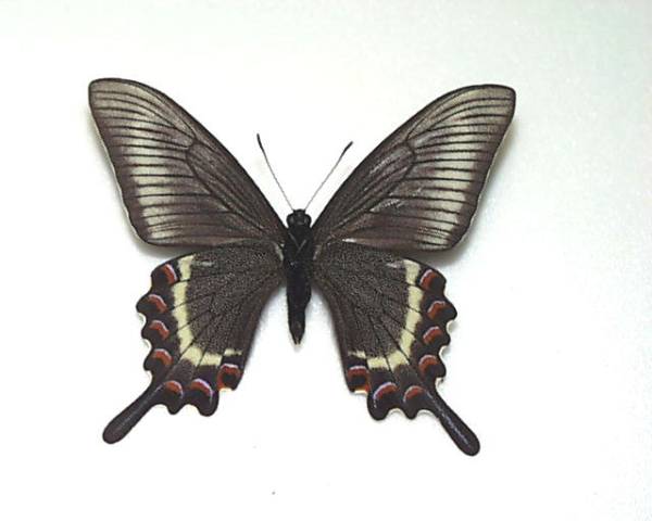 国産蝶標本 ミヤマカラスアゲハ（春型）A♂ 北海道・稚内市 産(虫類