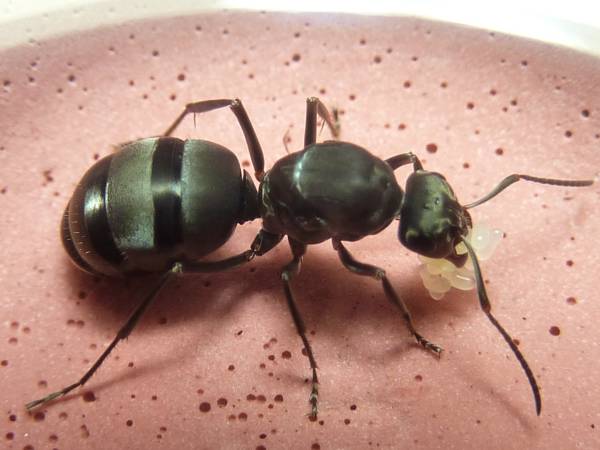 クロヤマアリ 女王アリ 新女王 飼育ケース入り 茨城県産 虫類 売買されたオークション情報 Yahooの商品情報をアーカイブ公開 オークファン Aucfan Com