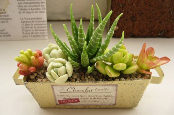 多肉植物の寄せ植え スクエア型ブリキ ハンドメイド 樹脂粘土 完成品 売買されたオークション情報 Yahooの商品情報をアーカイブ公開 オークファン Aucfan Com