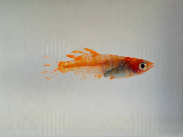 めだかやドットコム販売店 三色錦メダカ 緋桜の灯 ５匹 めだか 売買されたオークション情報 Yahooの商品情報をアーカイブ公開 オークファン Aucfan Com