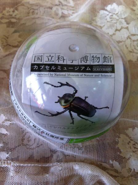 海洋堂 ヤンバルテナガコガネ 国立科学博物館 国立科学博物館 カプセル