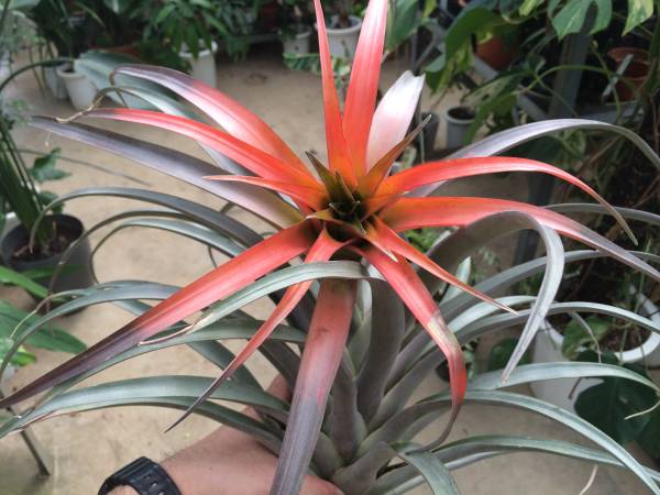 チランジア カピタータ グズマニオイデス T Capitata Var アナナス 売買されたオークション情報 Yahooの商品情報をアーカイブ公開 オークファン Aucfan Com