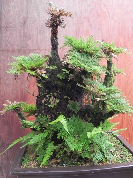 いわひば 大株 大根茎 イワヒバ 高さ48センチ 岩松 盆栽 盆栽 売買されたオークション情報 Yahooの商品情報をアーカイブ公開 オークファン Aucfan Com