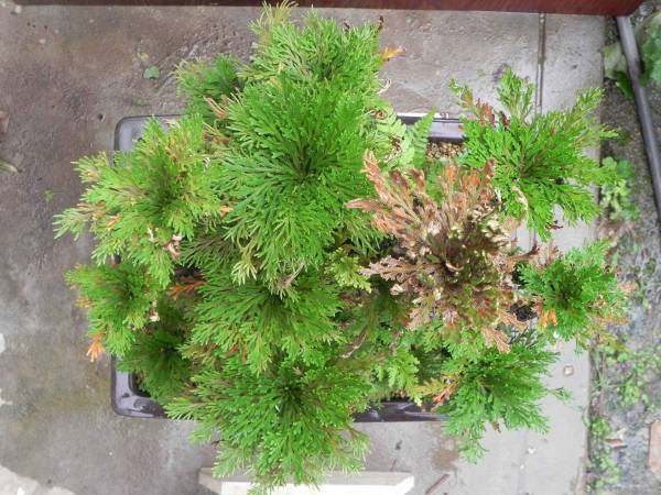 いわひば 大株 大根茎 イワヒバ 高さ48センチ 岩松 盆栽 盆栽 売買されたオークション情報 Yahooの商品情報をアーカイブ公開 オークファン Aucfan Com