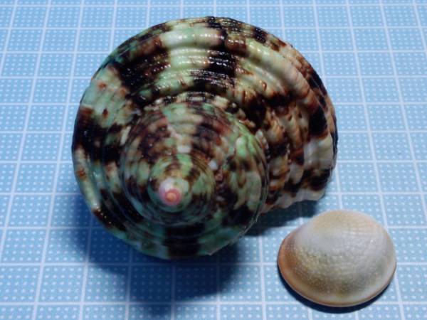 石垣島☆貝☆貝殻☆標本☆チョウセンサザエ(科学、自然)｜売買された