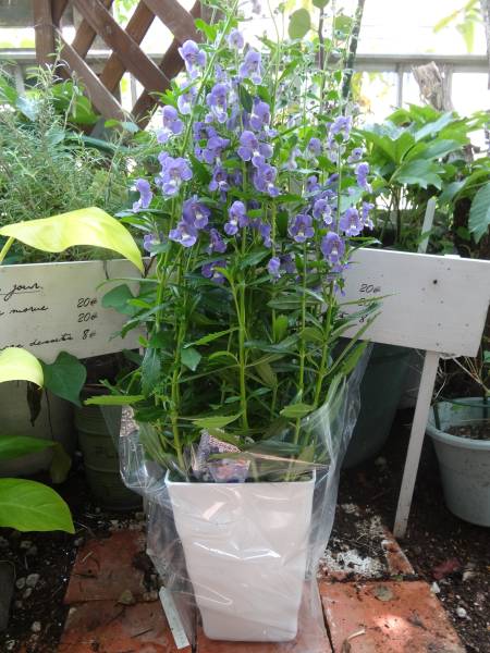 高80大輪高性アンゲロニア エンジェルフェイス スカイブルー その他 売買されたオークション情報 Yahooの商品情報をアーカイブ公開 オークファン Aucfan Com