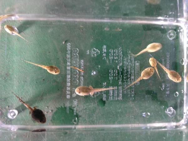 白いオタマジャクシ 遺伝子異常 カエル 売買されたオークション情報 Yahooの商品情報をアーカイブ公開 オークファン Aucfan Com