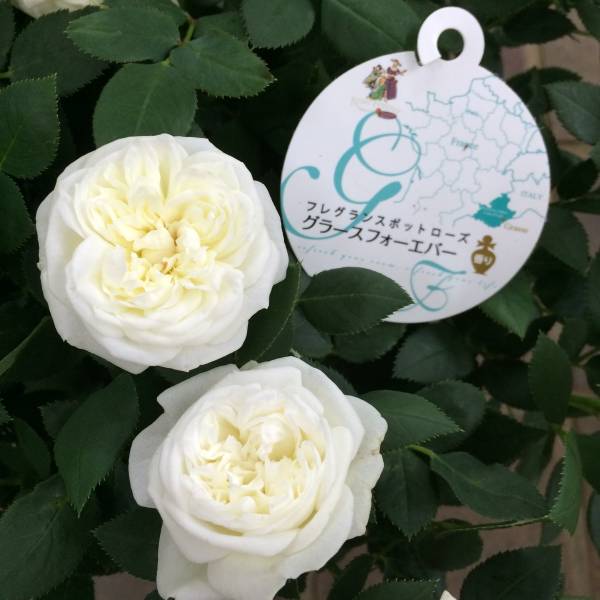 1円 花終わり ミニバラ グラースフォーエバー 白 ３鉢 バラ 売買されたオークション情報 Yahooの商品情報をアーカイブ公開 オークファン Aucfan Com