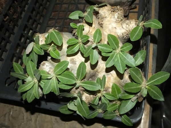 多肉植物　15　パキポディウム　エブレネウム　扁平の極上タイプ