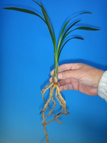 ●寒蘭 高知県産地不詳（蘭舎整理品）　B-66