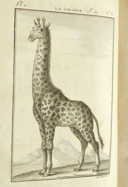 ソンニーニ版ビュフォン博物誌32★キリン/ラマ/カンガルー等15葉