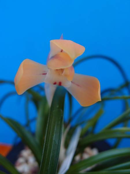 ☆　日本春蘭　紅貴の光　寒蘭　☆