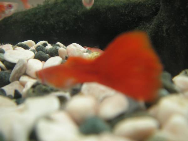 ★ お手頃価格で★ ＲＲＥ．Ａフルレッド８ペア