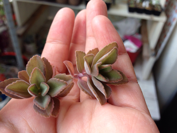 多肉植物 プレクトランサス ペンテリー カット苗 サボテン 売買されたオークション情報 Yahooの商品情報をアーカイブ公開 オークファン Aucfan Com