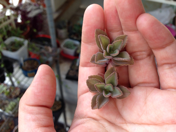 多肉植物 プレクトランサス ペンテリー カット苗 サボテン 売買されたオークション情報 Yahooの商品情報をアーカイブ公開 オークファン Aucfan Com