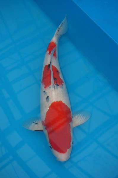 錦鯉むらかみ産　大正三色　５４㎝　３歳　メス　