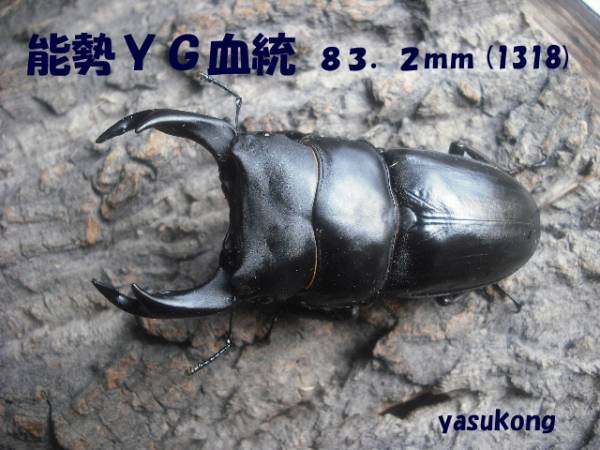 ◆◆〈yasukong〉能勢ＹＧ血統　１５４５　幼虫５頭セット　①